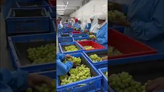 Inside the grape processing factory ! #grape #factory #shorts #process