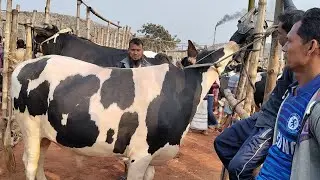 বাংলাদেশের অন্যতম বড় গরুর হাট. সিটি হাট রাজশাহী 