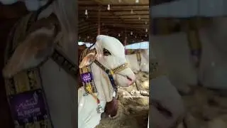 #drama #cow&hearts;️😘&hearts;️😍 #madinekibaatein #comedy #bull #comedydrama #comedygenre #dramagenre