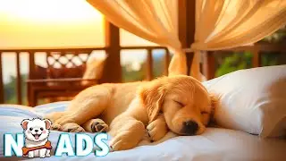 10 HOURS of Anti-Anxiety Dog Music | Healing Sleep Music to Calm Dogs & Reduce Stress