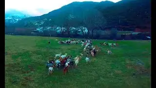 Pastoreando con un drone