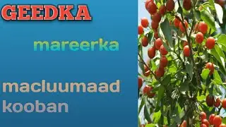 Geedka Mareerka | macluumaad kooban