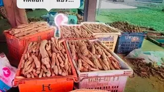 มันนกมันน้ำป่าเขมรออกแล้ว มีจำหน่ายที่นี่ #ตลาดช่องจอม  จ. สุรินทร์