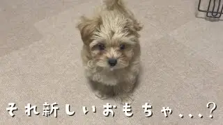 【マルプー子犬】新しいハリネズミのおもちゃ