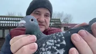 Gołębie Aardeny linia Dolle Machiel Buijk imbredy do rozpłodu 513016809 Artur Pawelec