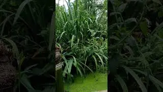 Erwachen mit kleiner Gebetsfl&ouml;te G-Dur