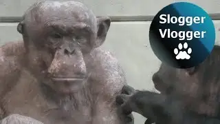 Jambo The Hairless Chimp Loves The Female's Attention