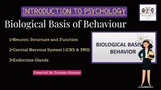 Biological Basis of Behaviour in psychology - Neuron Structure and Function - Central Nervous System
