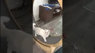 Kitten on the catwheel #catwheel #cutekitty #cutecat