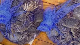 Fish Market in Yanagawa (Quick Japan #2) 柳川魚市場