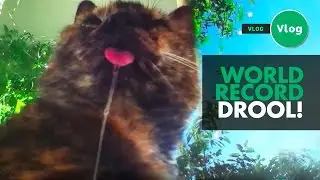 The longest cat drool in the world