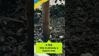 How to grow a tree from a broken branch