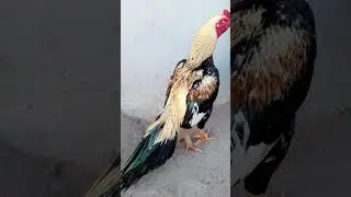 Masha allah high quality birds ❤️❤️❤️❤️