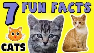 7 FUN FACTS ABOUT CATS! KITTEN FACTS FOR KIDS! Felines! Learning Colors! Funny! Sock Puppet!