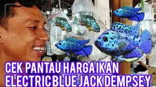 Update Harga Ikan Siklid EBJD ‼️Pasar Ikan Hias Parung