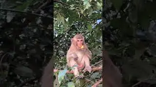 Lovely monkey enjoying food on the tree🥰😍🦧🐒🌳