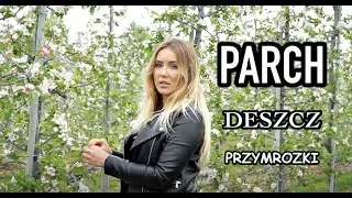 Vlog #sadowniczy #8 - parch jabłoni, deszcz, przymrozki?
