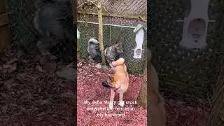 Rescue a distressed dog. #funny #funnyanimals #funnyvideo