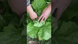 #PureGreenVegetables #GrowingTips #Cabbage