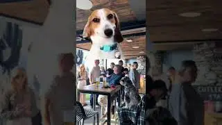 That moment when one dog is living the dream at Lake View Garden Bar while yours is at home giving y