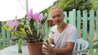 Video 77   Il genere #Cattelya  -  Cattleya mossiae