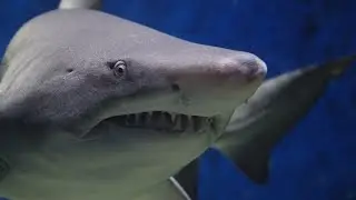 Shark | The Most Relaxing Music  | Nature Relaxing | Meditation | Stress Relief