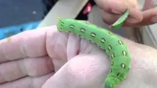 Big green caterpillar