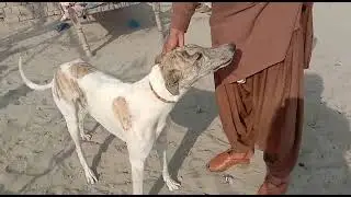 new dog Ka Shika with Gedar with Gedar Ka shikar hunting with Gedar Animal Tube