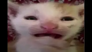 Cataclysm 100% (CAT DEMON)