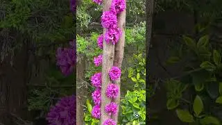 The Most Colorful Garden Surprise Ever! #naturelovers #nature