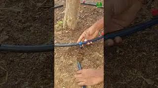 I Found a GENIUS Way to Use Drip Irrigation for Trees! #ideas #short