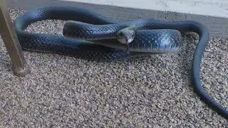 Extreme Constrictor Close Up: Attacking Black Racer Snake