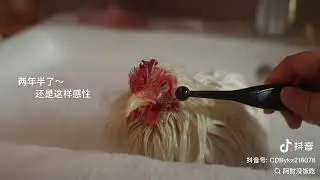 Chicken Spa     #asmr #relaxing #chickenspa