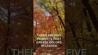 Fun facts about #fall color