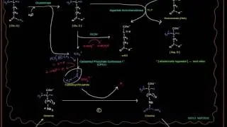 Urea Cycle (Part 3 of 5) - Big Picture with Enzymes, GLDH, Glutaminase, etc.