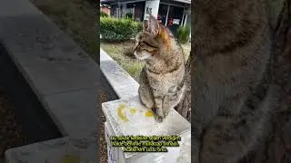 Why did the stray cat run away from me? 😿
