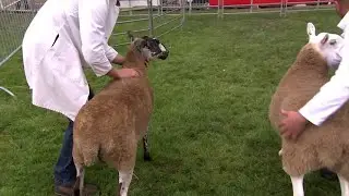 Defaid Miwl Cymreig | Welsh Mule Sheep