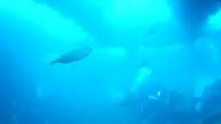 Viktor Lazaric,  Baron Gautsch 12.8.2018., wreck diving