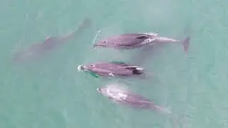 Dolphins at Bucklands Beach