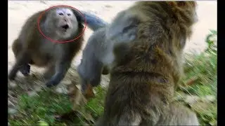 MG! King Loki fight old male monkey & All female help Loki to fight too