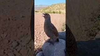 teetar ki awaz teetar ki awaz teetar sounds #teetarvoice #teetarsound #teetar #teetarkiawaz #birds