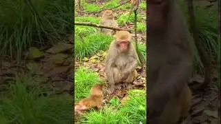 Mother 🐒 teaches her baby to walk 🥰 #funnymonkey #whatsappstatus #monkey#animals#bonding #animals
