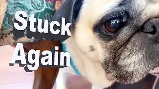 Dog Can't Find a Way Out |  Pug Videos