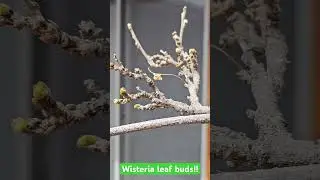 Wisteria leaf buds!! #garden #gardendesign #vine