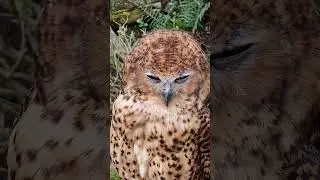 The Owls Trust Llandudno