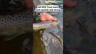River Ribble: Centrepin Trotting #riverfishing #centrepin #fishing #tightlines #angling #trout #oos
