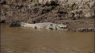 Homens na Selva!