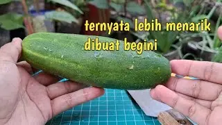 Timun acar , bisa lebih menarik kalau dibentuk seperti ini , tumpeng jadi laris
