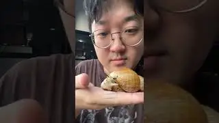 PELIHARA BEKICOT ? AFRICAN GIANT SNAIL ! #africangiantsnail