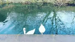 MB&B Canal Work party - 14/15th January 2017